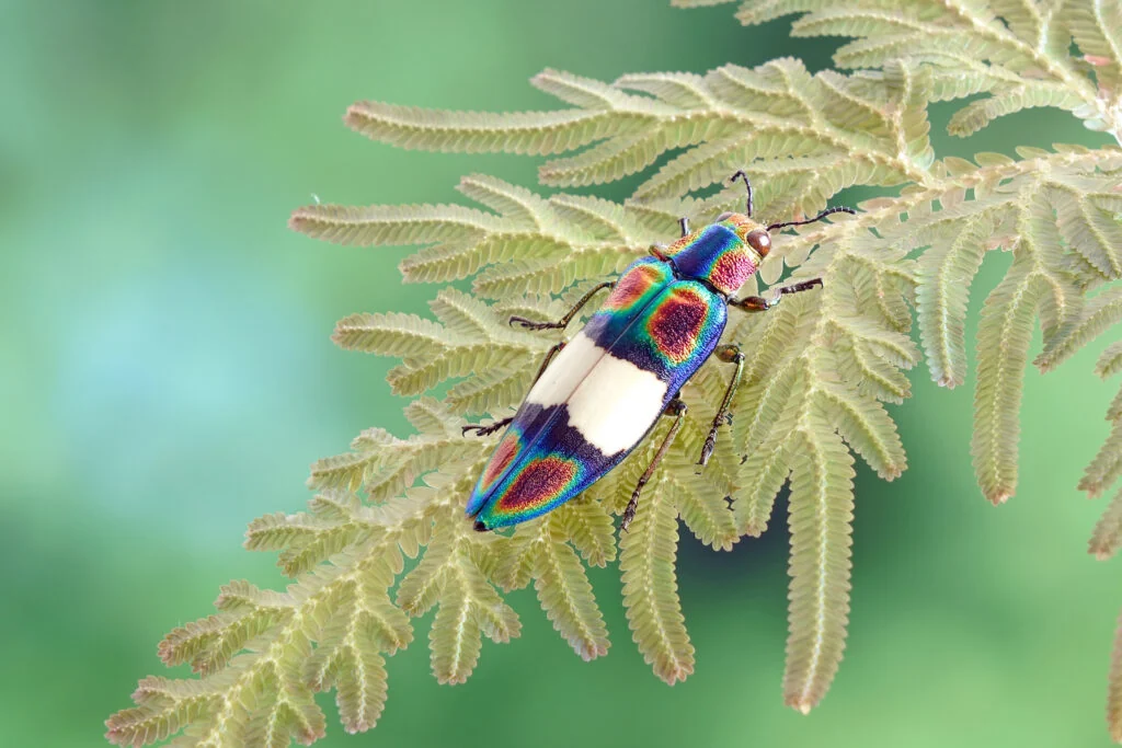 An iridescent jewel beetle on a pale fern