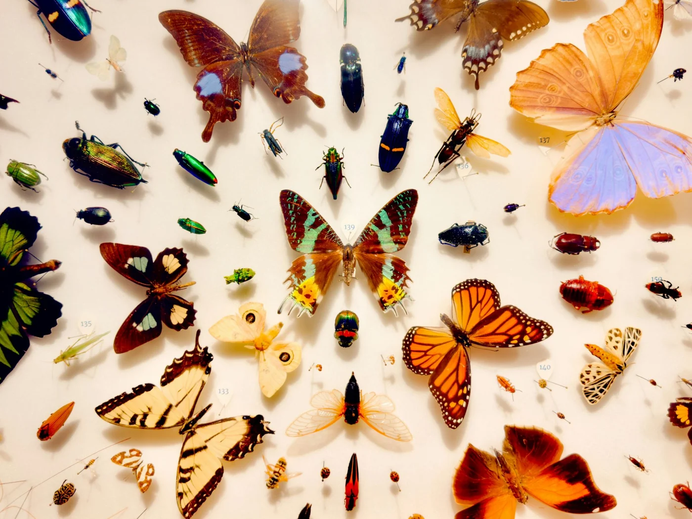 Pinned butterflies and beetles laid out in a specimen collection